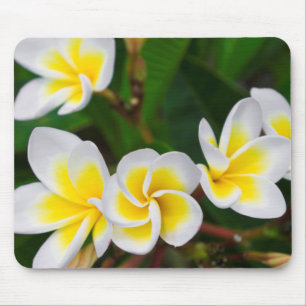 Plumeria-Blüten Nahaufnahme, Hawaii Mousepad