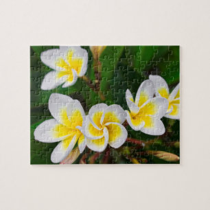 Plumeria-Blüten Nahaufnahme, Hawaii Puzzle