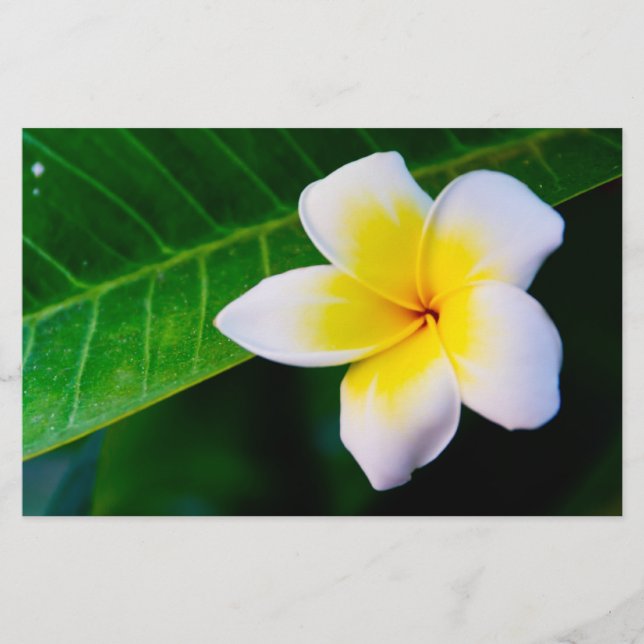 Plumeria Briefpapier (Vorderseite)