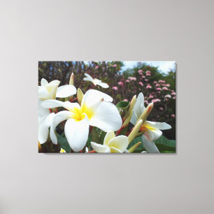 Plumeria Canvas Print 1 Leinwanddruck