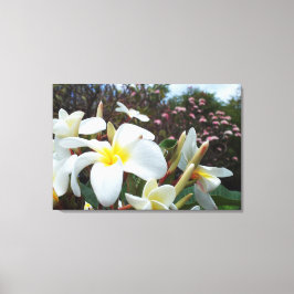 Plumeria Canvas Print 1 Leinwanddruck