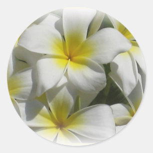 Plumeria Celedine Tropical Blume Sticker