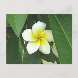 Plumeria Extreme Postkarte