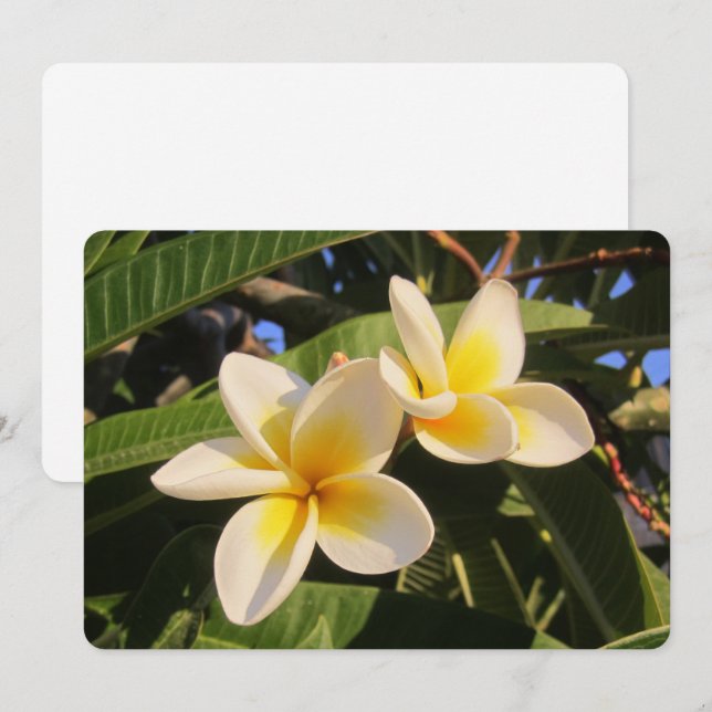 Plumeria Feiertagskarte (Vorne/Hinten)