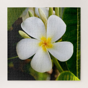 Plumeria Flower mit Blätter Puzzle