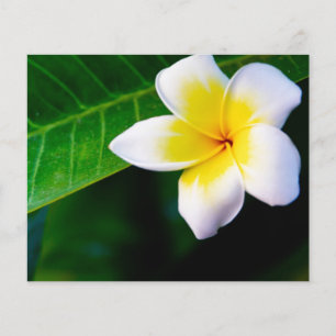 Plumeria Flyer
