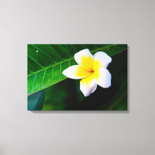 Plumeria (Frangipani) Blumenleinwanddruck Leinwanddruck