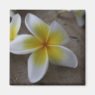 Plumeria - Frangipani Floral Fotograf Magnet