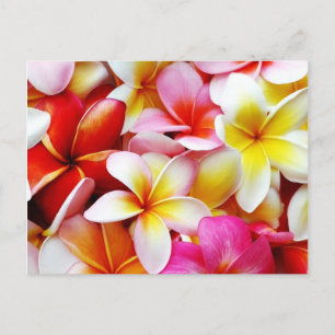 Plumeria Frangipani Hawaii Blume Maßgeschneidert Postkarte
