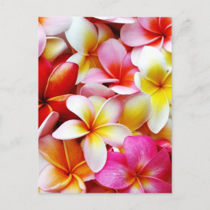 Plumeria Frangipani Hawaii Blume Maßgeschneidert Postkarte