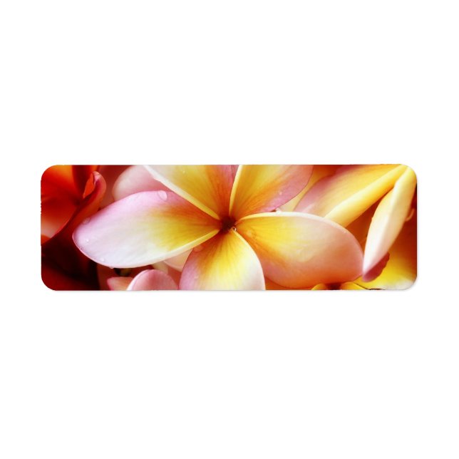 Plumeria Frangipani Hawaii Blume Maßgeschneiderte  (Vorne)
