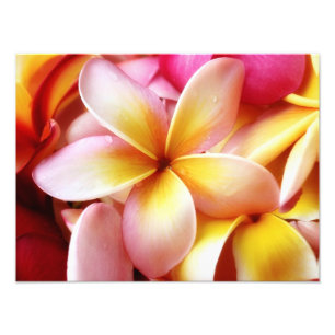 Plumeria Frangipani Hawaii Blume Maßgeschneiderte Fotodruck