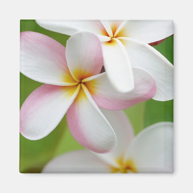 Plumeria Frangipani Hawaii Blume Maßgeschneiderte  Magnet (Vorne)