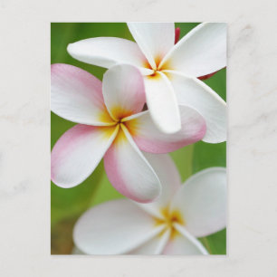 Plumeria Frangipani Hawaii Blume Maßgeschneiderte  Postkarte