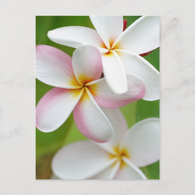 Plumeria Frangipani Hawaii Blume Maßgeschneiderte  Postkarte (Vorderseite)