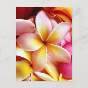 Plumeria Frangipani Hawaii Blume Maßgeschneiderte  Postkarte