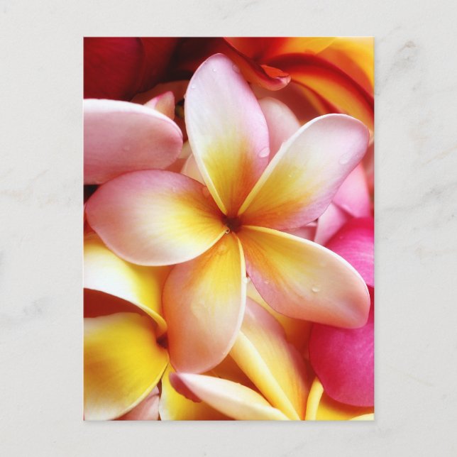 Plumeria Frangipani Hawaii Blume Maßgeschneiderte  Postkarte (Vorderseite)