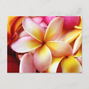 Plumeria Frangipani Hawaii Blume Maßgeschneiderte Postkarte