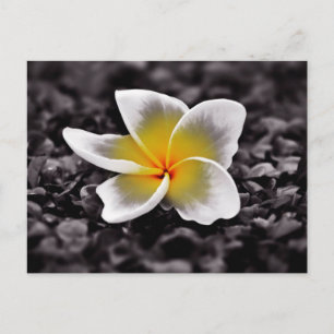 Plumeria Frangipani Hawaii Blume Postkarte