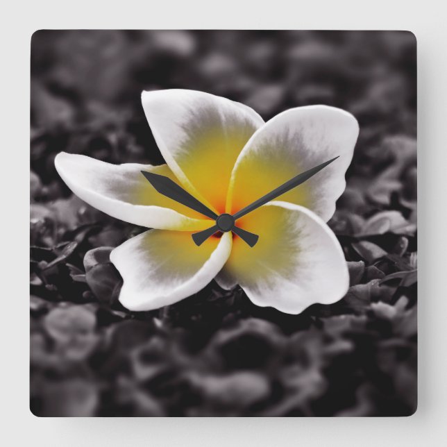 Plumeria Frangipani Hawaii Blume Quadratische Wanduhr (Vorderseite)