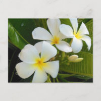 Plumeria Frangipani Hawaii
