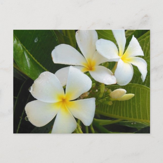 Plumeria Frangipani Hawaii Postkarte (Vorderseite)