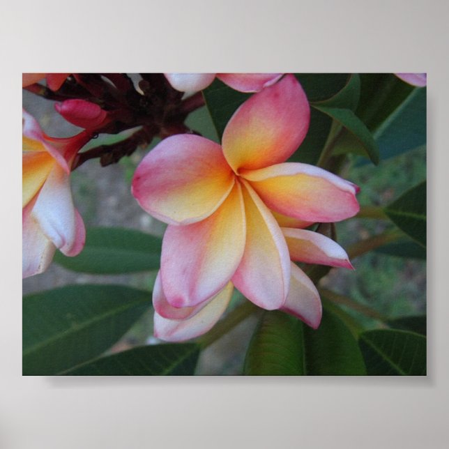 Plumeria (Frankreich) Poster (Vorne)