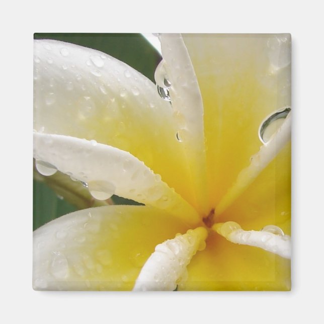 Plumeria gelb magnet (Vorne)