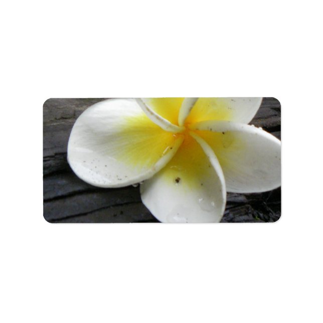 Plumeria-Geschäftsadresse/Versandkennzeichen Adressaufkleber (Vorne)