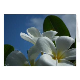 Plumeria Gift Card