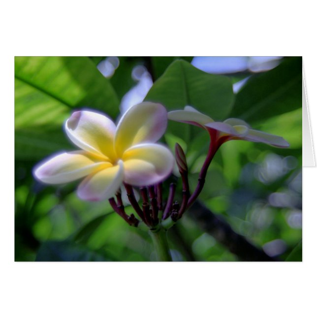 Plumeria Hawaii (Vorderseite (Horizontal))