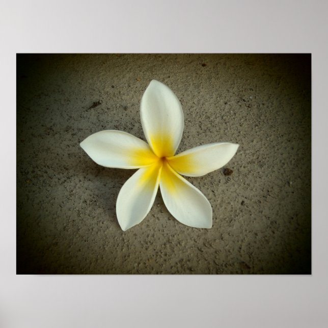 Plumeria hawaii Blume Poster (Vorne)