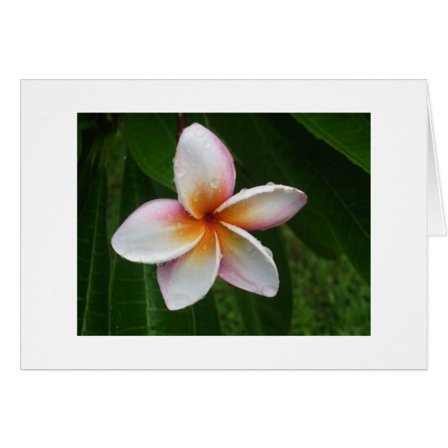 Plumeria im Regen (Vorderseite (Horizontal))