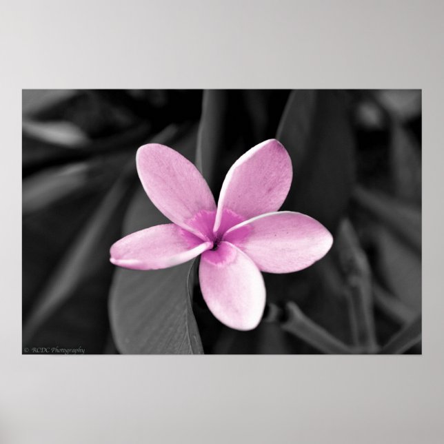 Plumeria in Bloom Poster (Vorne)