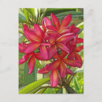 Plumeria - Künstlerisches Design auf Postkarte