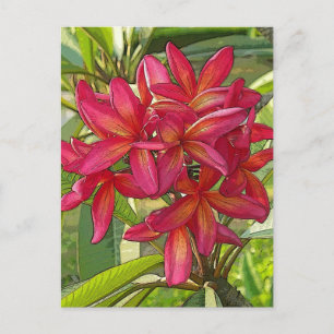 Plumeria - Künstlerisches Design auf Postkarte