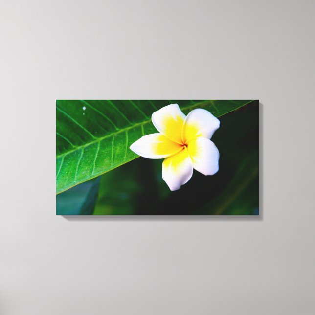 Plumeria Leinwanddruck (Vorderseite)