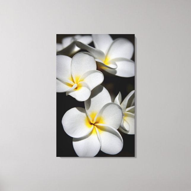 Plumeria Leinwanddruck (Vorderseite)