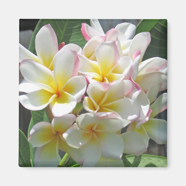 Plumeria Magnet (Vorne)