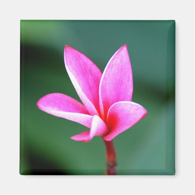 Plumeria Magnet (Vorne)