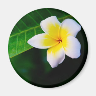 Plumeria Magnet
