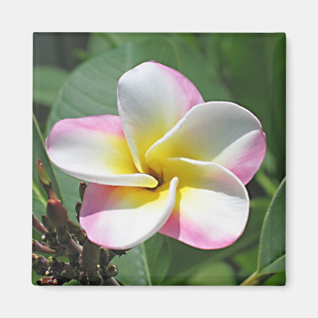 Plumeria Magnet (Vorne)