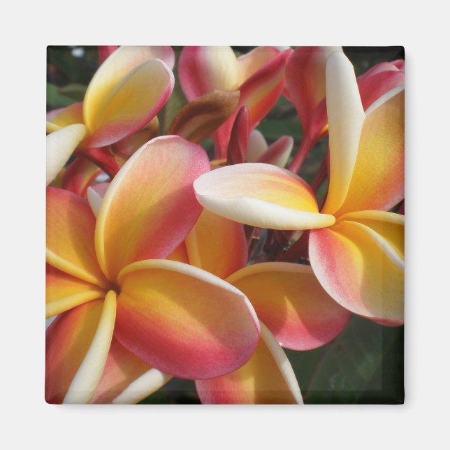 Plumeria Magnet (Vorne)