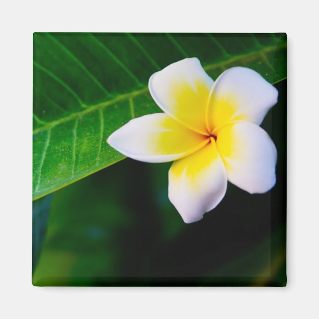 Plumeria Magnet (Vorne)