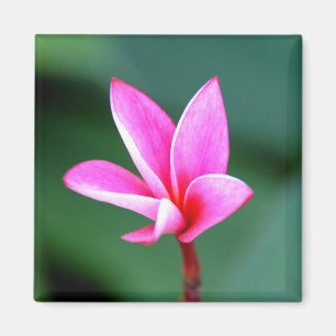 Plumeria-Magnet Magnet