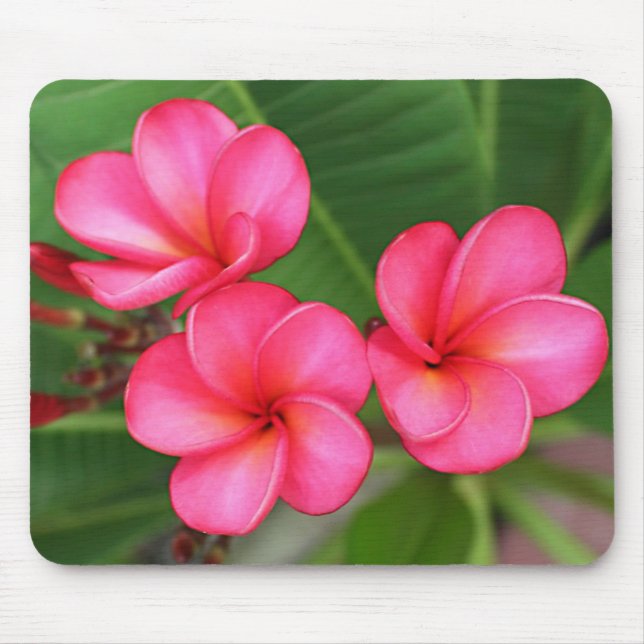 Plumeria - Miami-Rose auf mousepad (Vorne)