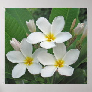 Plumeria - Mondschein Poster