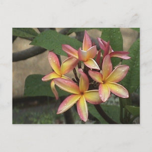 Plumeria Postcard Postkarte