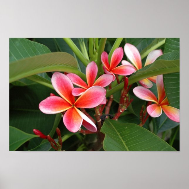 Plumeria Poster (Vorne)