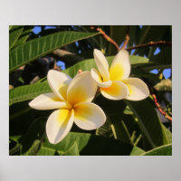 Plumeria